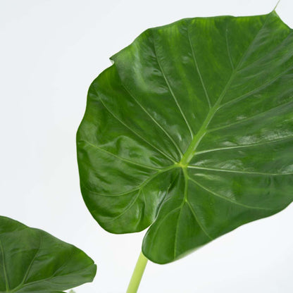Out Of Category Houseplants Alokasia - Set Om 4 - Alocasia 'Macrorrhizos' - Höjd 60-70Cm - ⌀17Cm