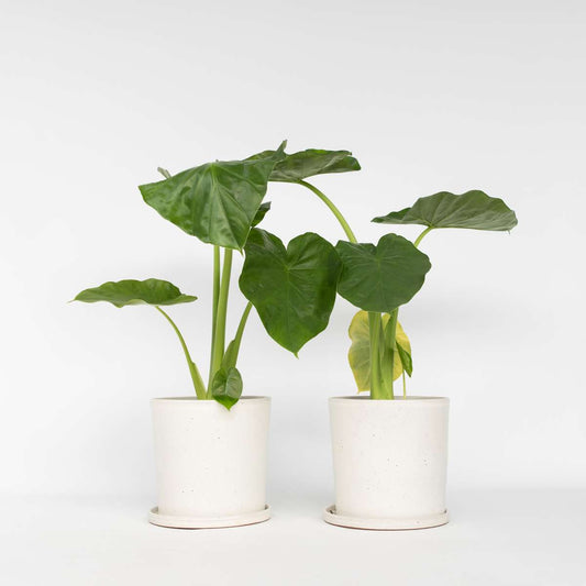 Florastore Alokasia - Set Om 2 - Alocasia 'Macrorrhizos' - Höjd 60-70Cm - ⌀17Cm