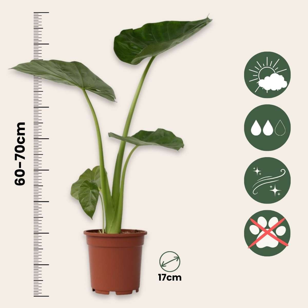 Out Of Category Houseplants Alokasia - Set Om 2 - Alocasia 'Macrorrhizos' - Höjd 60-70Cm - ⌀17Cm