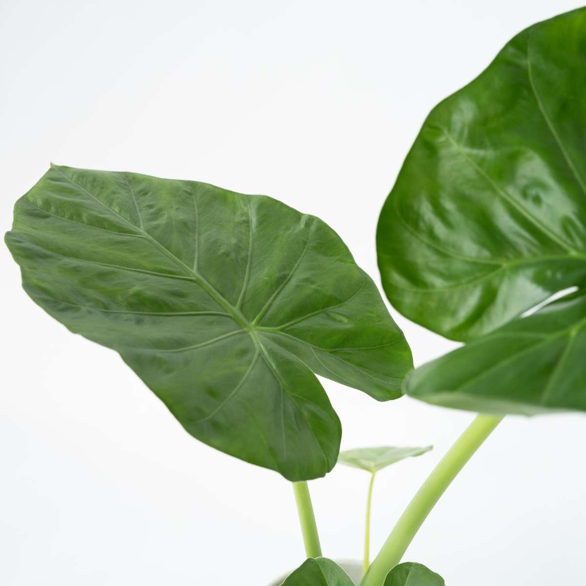 Out Of Category Houseplants Alokasia - Set Om 2 - Alocasia 'Macrorrhizos' - Höjd 60-70Cm - ⌀17Cm