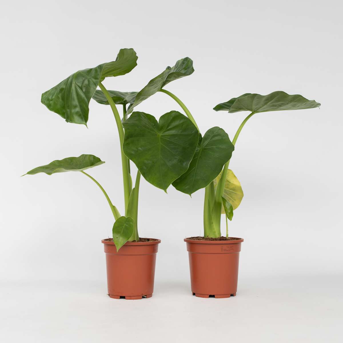 Out Of Category Houseplants Alokasia - Set Om 2 - Alocasia 'Macrorrhizos' - Höjd 60-70Cm - ⌀17Cm