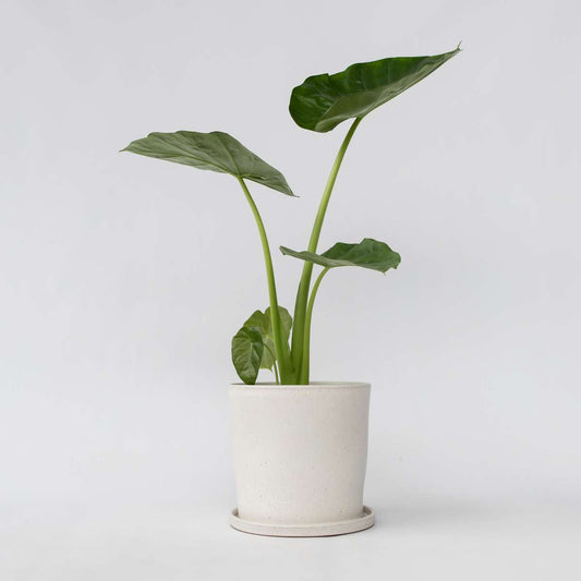 Alocasia Alokasia - Alocasia 'Macrorrhizos' - Höjd 60-70Cm - ⌀17Cm