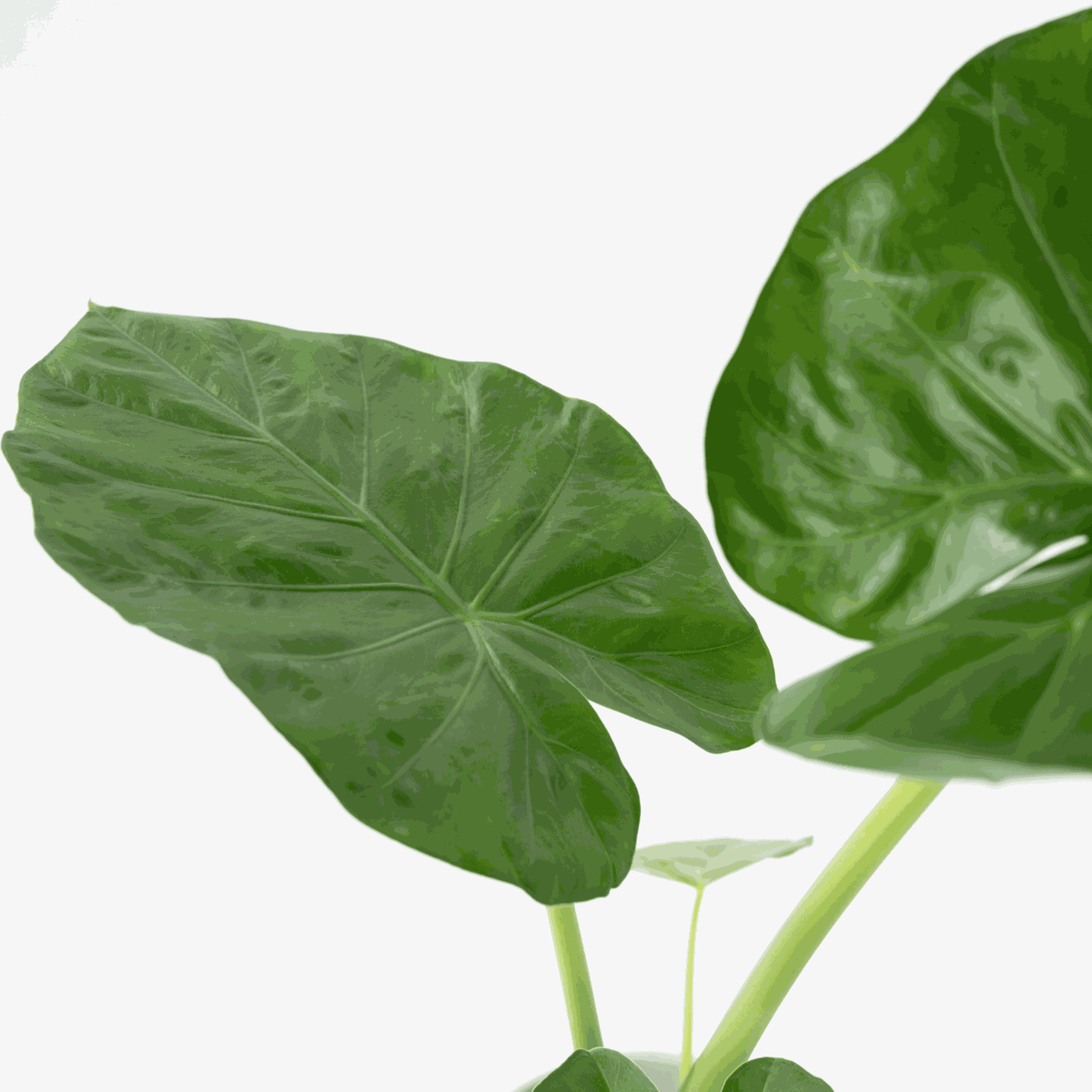 Alocasia Alokasia - Alocasia 'Macrorrhizos' - Höjd 60-70Cm - ⌀17Cm