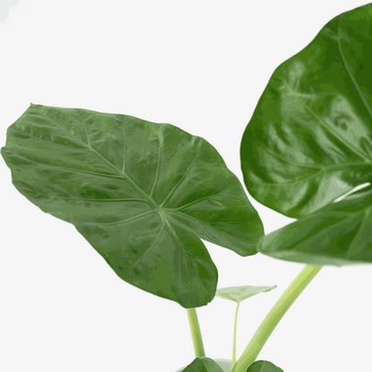 Alocasia Alokasia - Alocasia 'Macrorrhizos' - Höjd 60-70Cm - ⌀17Cm