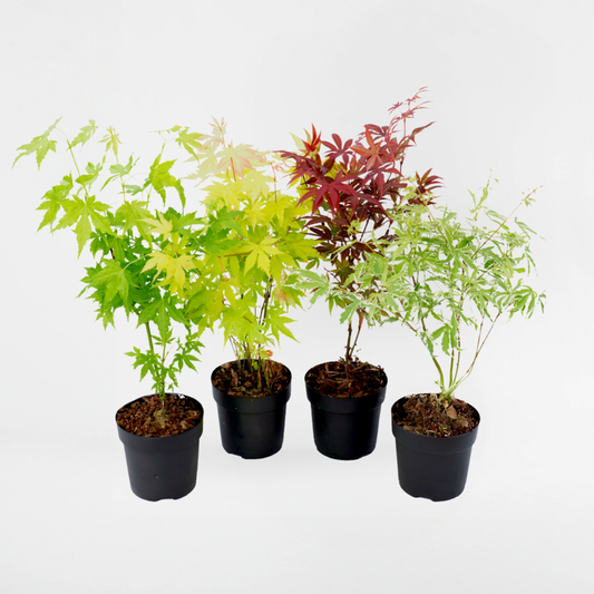 Florastore Japansk Lönn - Set Om 4 - Acer Palmatum - Höjd 25-40Cm - ⌀10,5Cm