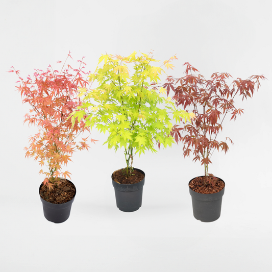 Florastore Japansk Lönn - Set Om 3 - Acer Palmatum - Höjd 60-70Cm - ⌀19Cm