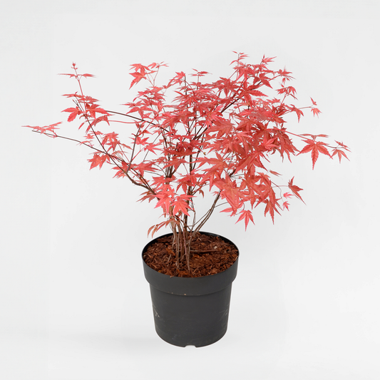 Florastore Japansk Lönn - Acer Palmatum 'Beni Maiko' - Höjd 60-70Cm - ⌀19Cm