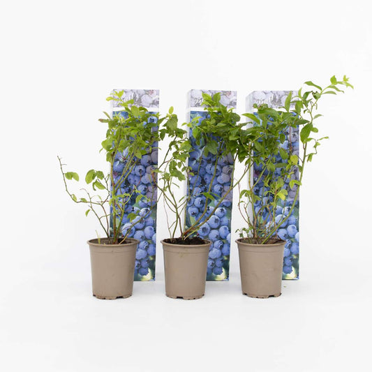 Florastore Blåbär - Set Om 6 - Vaccinium Corymbosum 'Sunshine Blue' - Höjd 25-40Cm - ⌀9Cm