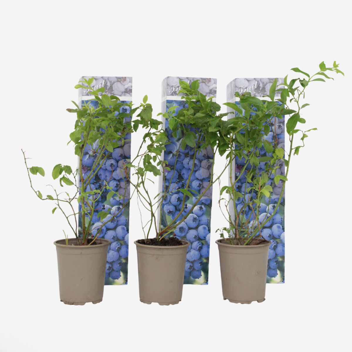 Florastore Blåbär - Set Om 3 - Vaccinium Corymbosum 'Sunshine Blue' - Höjd 25-40Cm - ⌀9Cm