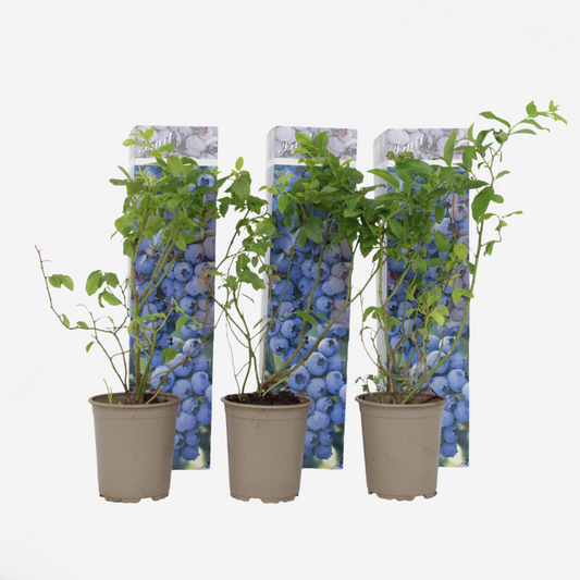 Florastore Blåbär - Set Om 3 - Vaccinium Corymbosum 'Sunshine Blue' - Höjd 25-40Cm - ⌀9Cm