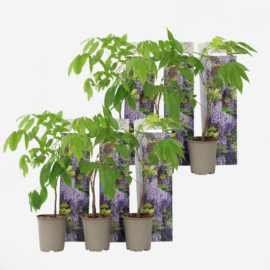 Florastore Blåregn - Set Om 6 - Wisteria Sinensis - Höjd 25-40Cm - ⌀9Cm