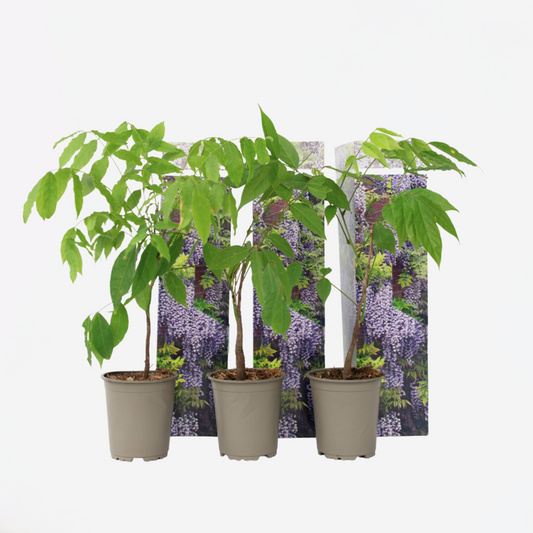 Florastore Blåregn - Set Om 3 - Wisteria Sinensis - Höjd 25-40Cm - ⌀9Cm