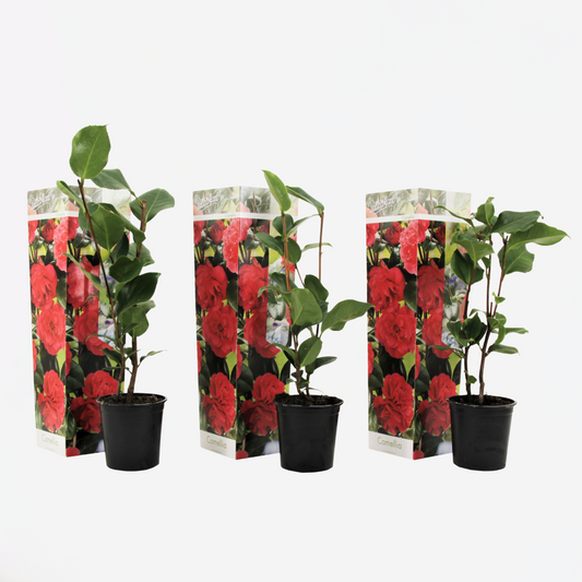 Florastore Japansk Ros - Set Om 3 - Camellia Japonica 'Lady Campbell' - Höjd 25-40Cm - ⌀9Cm