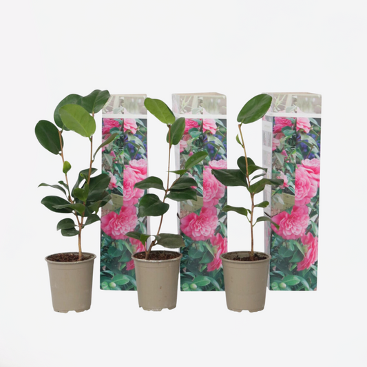 Florastore Japansk Ros - Set Om 3 - Camellia Japonica 'Bonomiana' - Höjd 25-40Cm - ⌀9Cm