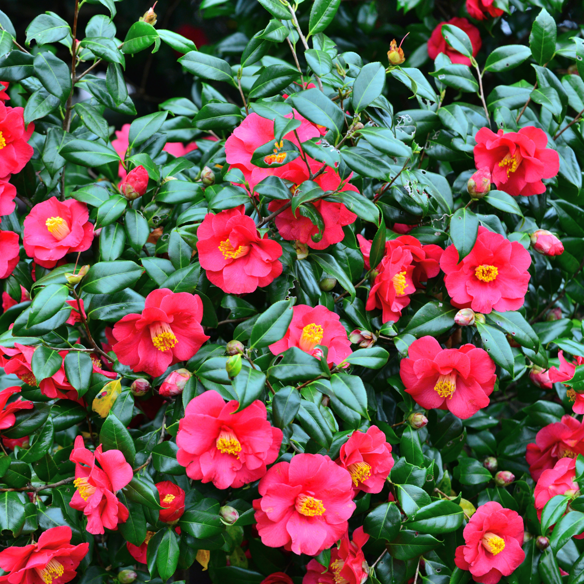 Roses Japansk Ros - Set Om 3 - Camellia Japonica 'Bonomiana' - Höjd 25-40Cm - ⌀9Cm