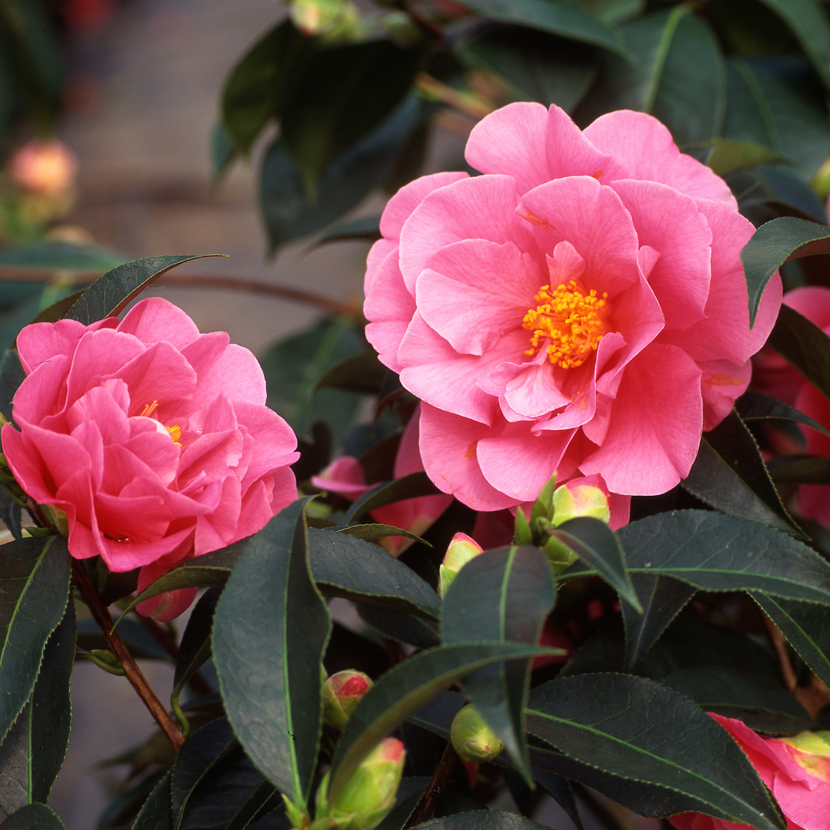 Roses Japansk Ros - Set Om 3 - Camellia Japonica 'Bonomiana' - Höjd 25-40Cm - ⌀9Cm