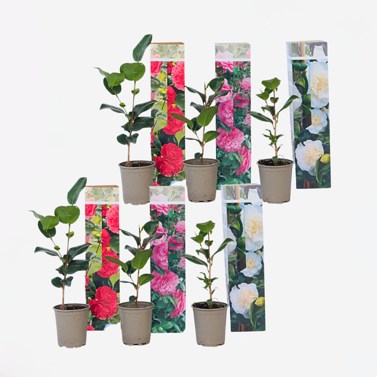 Florastore Japansk Ros - Set Om 6 - Camellia Japonica - Höjd 25-40Cm - ⌀9Cm