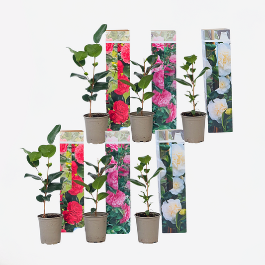 Florastore Japansk Ros - Set Om 6 - Camellia Japonica - Höjd 25-40Cm - ⌀9Cm