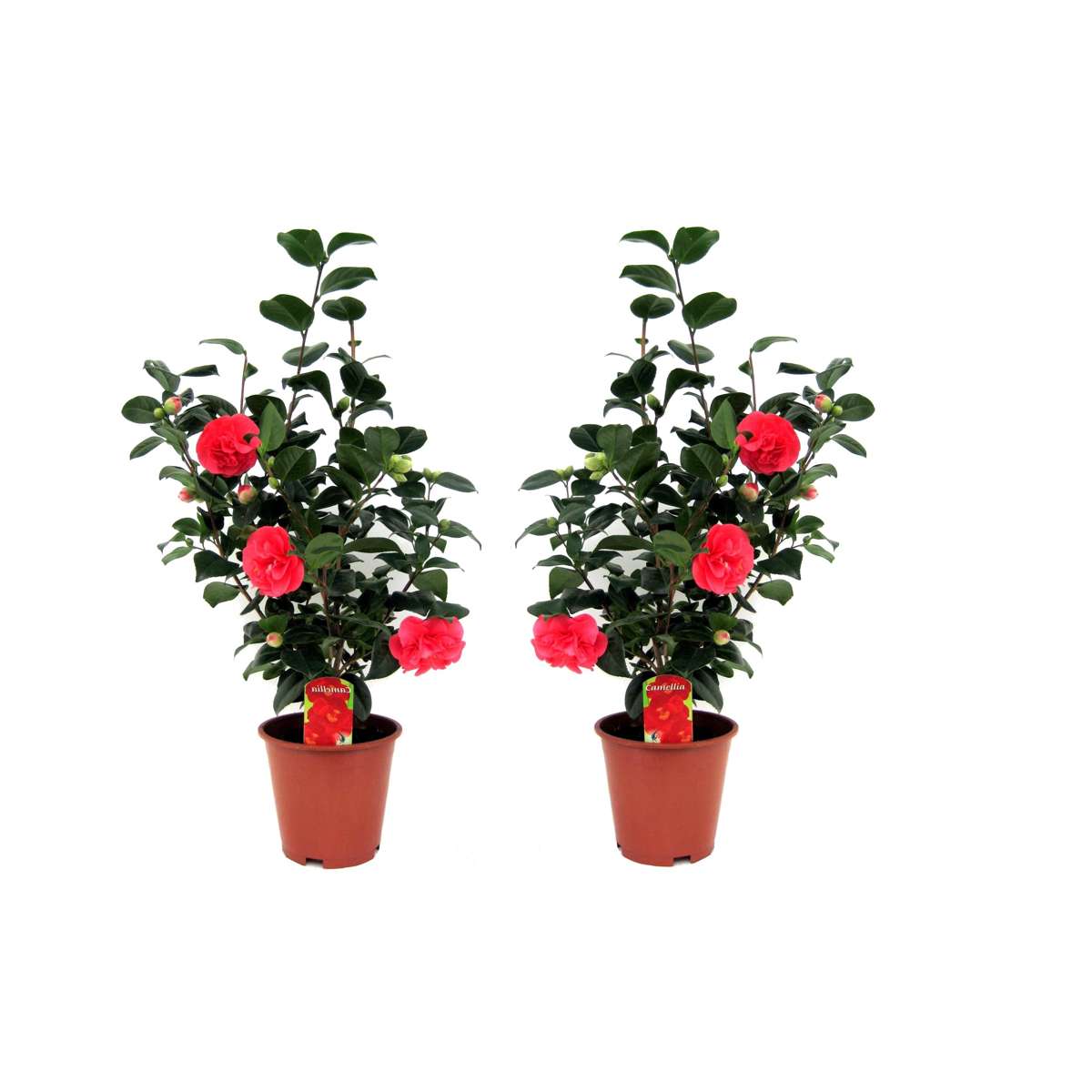 Roses Japansk Ros - Set Om 2 - Camellia Japonica - Höjd 60-70Cm - ⌀19Cm