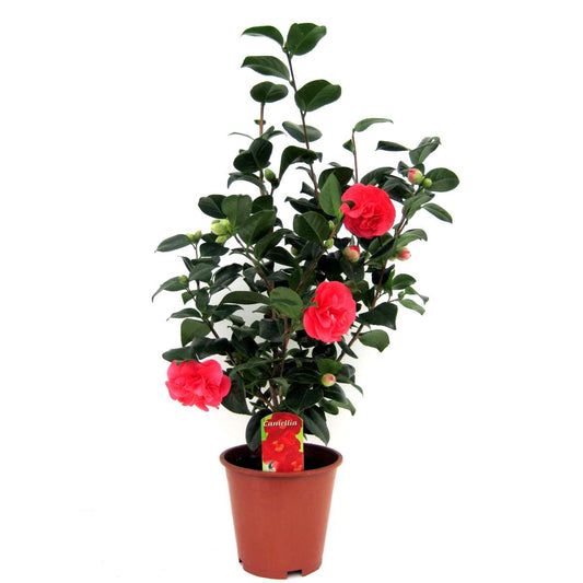 Roses Japansk Ros - Camellia Japonica 'Lady Campbell' - Höjd 60-70Cm - ⌀19Cm
