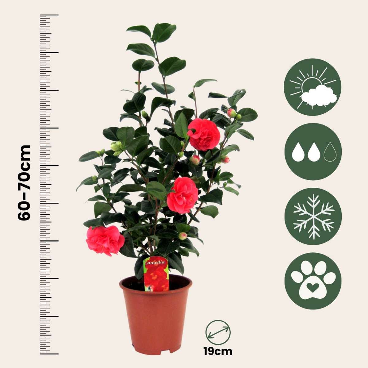 Roses Japansk Ros - Camellia Japonica 'Lady Campbell' - Höjd 60-70Cm - ⌀19Cm