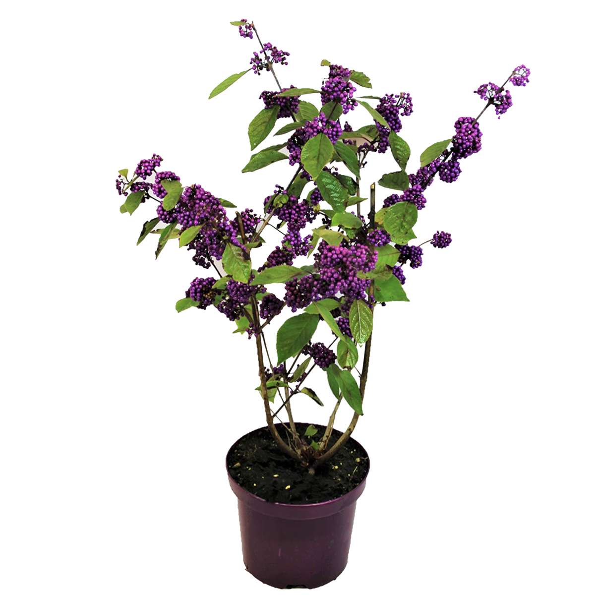 Florastore Skönhetsbär - Callicarpa Bodinieri 'Profusion' - Höjd 50-60Cm - ⌀19Cm
