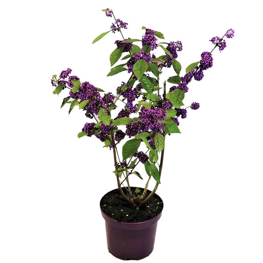 Florastore Skönhetsbär - Callicarpa Bodinieri 'Profusion' - Höjd 50-60Cm - ⌀19Cm