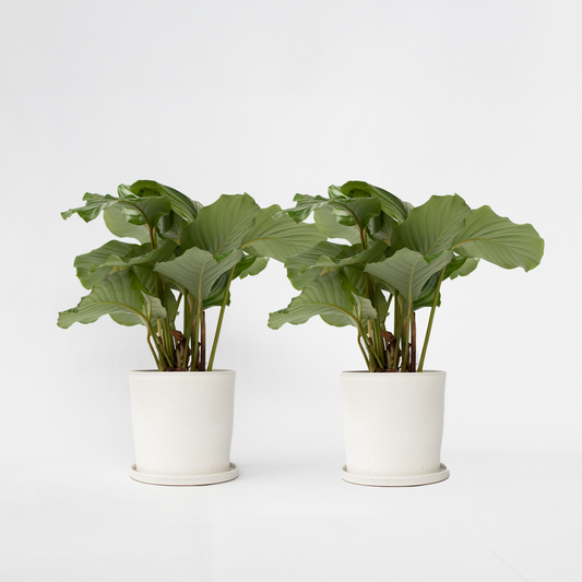 Florastore Påfågelväxt - Kalatea - Set Om 2 - Calathea 'Orbifolia' - Höjd 55-60Cm - ⌀21Cm