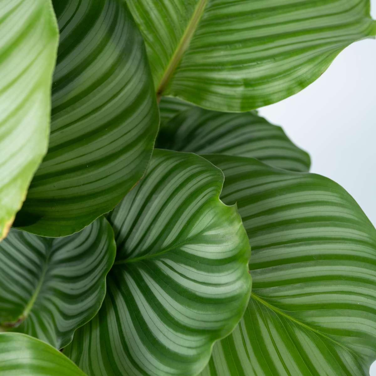 Calathea Påfågelväxt - Kalatea - Set Om 2 - Calathea 'Orbifolia' - Höjd 55-60Cm - ⌀21Cm
