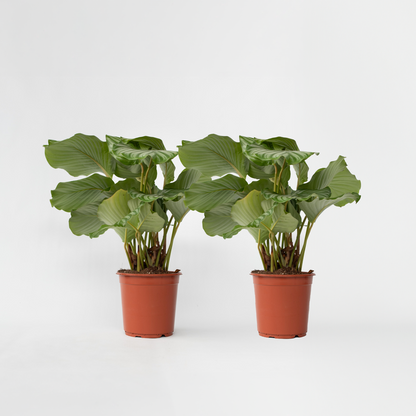 Calathea Påfågelväxt - Kalatea - Set Om 2 - Calathea 'Orbifolia' - Höjd 55-60Cm - ⌀21Cm