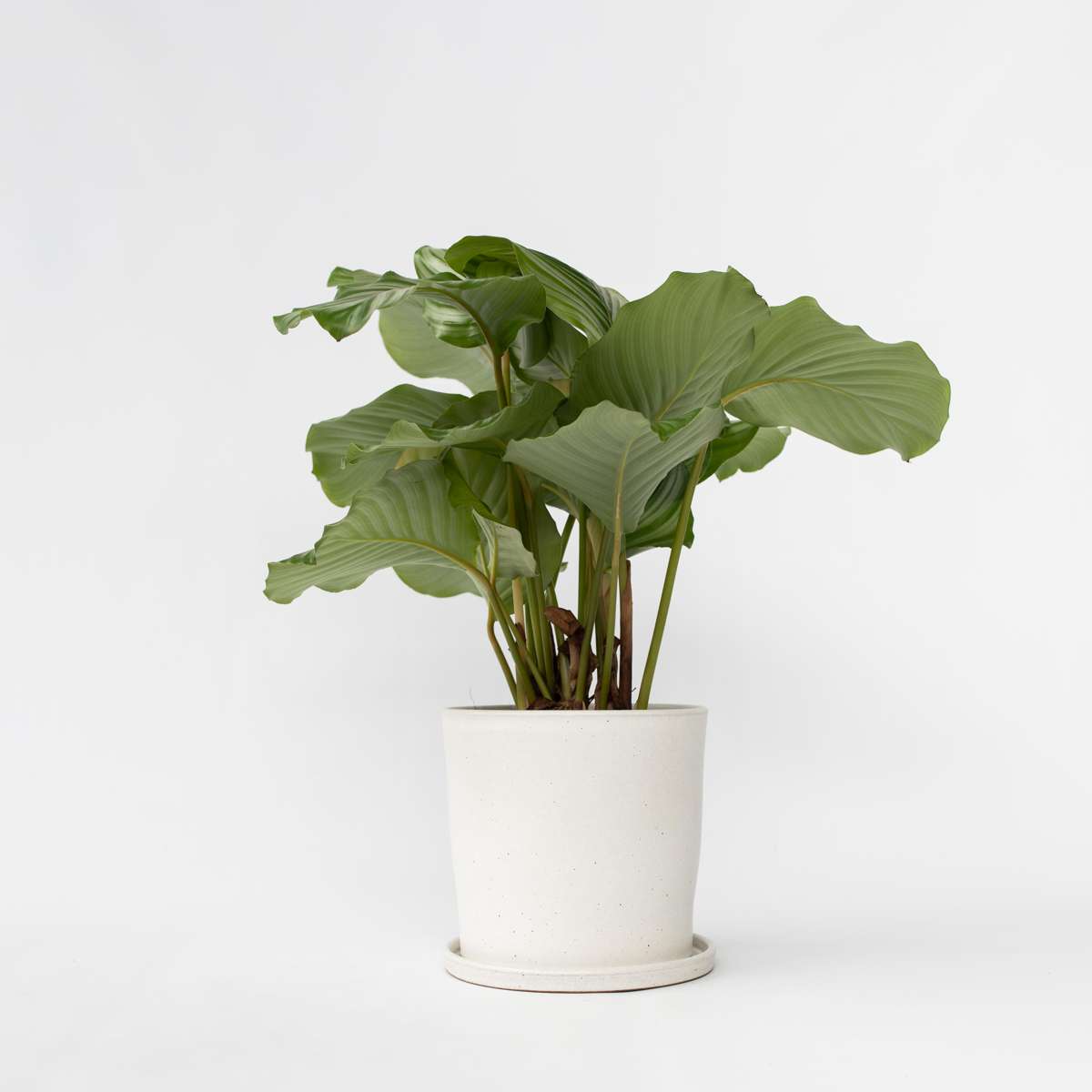 Florastore Påfågelväxt - Kalatea - Calathea 'Orbifolia' - Höjd 55-60Cm - ⌀21Cm