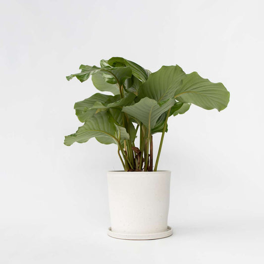 Florastore Påfågelväxt - Kalatea - Calathea 'Orbifolia' - Höjd 55-60Cm - ⌀21Cm