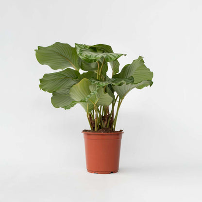 Calathea Påfågelväxt - Kalatea - Calathea 'Orbifolia' - Höjd 55-60Cm - ⌀21Cm