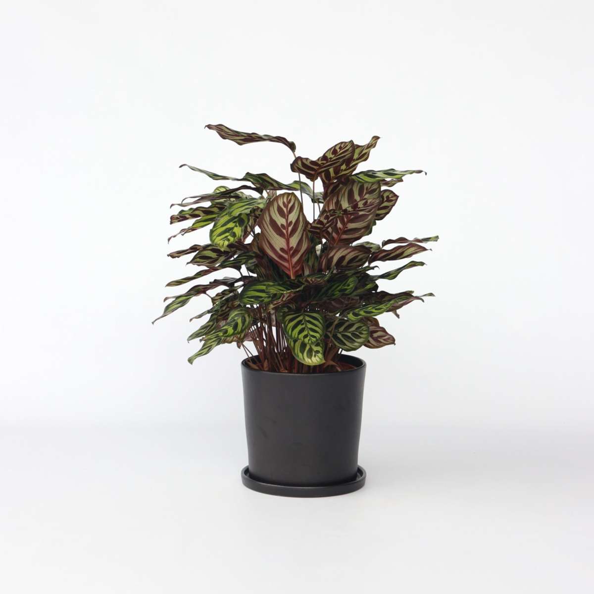 Florastore Påfågelväxt - Kalatea - Calathea 'Makoyana' - Höjd 60-70Cm - ⌀21Cm