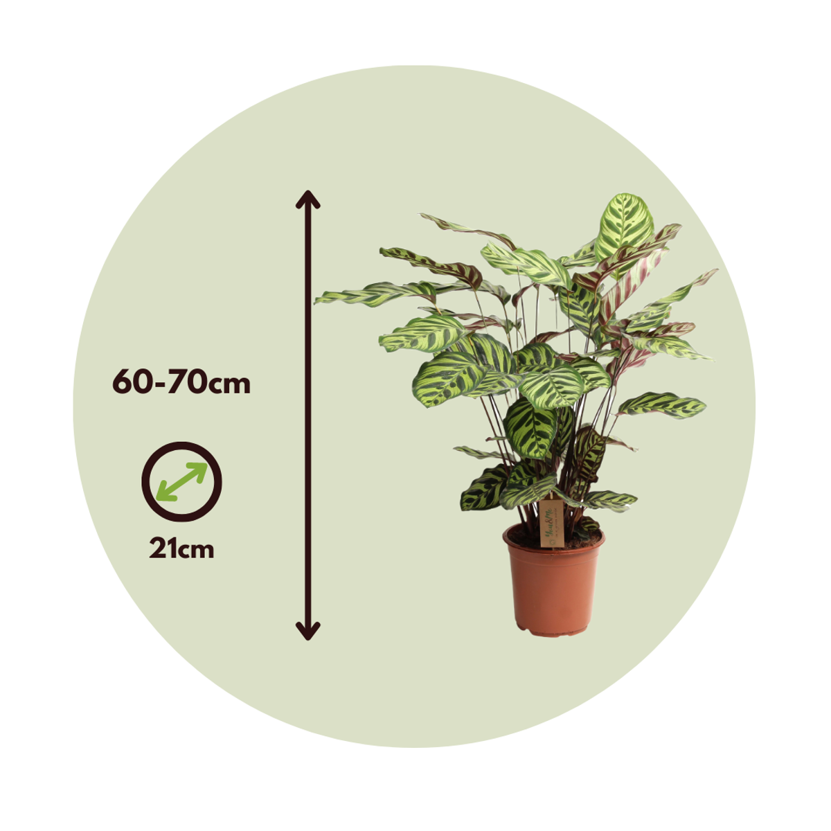 Calathea Påfågelväxt - Kalatea - Calathea 'Makoyana' - Höjd 60-70Cm - ⌀21Cm