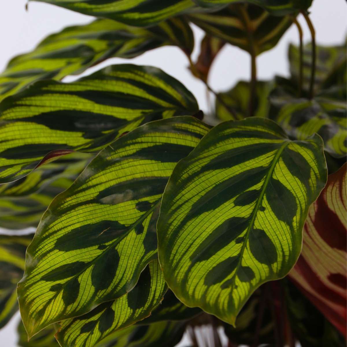Calathea Påfågelväxt - Kalatea - Calathea 'Makoyana' - Höjd 60-70Cm - ⌀21Cm