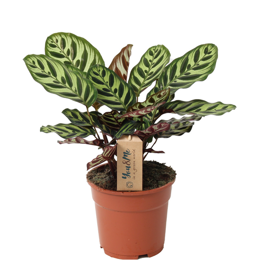 Florastore Påfågelväxt - Kalatea - Calathea 'Makoyana' - Höjd 40-50Cm - ⌀17Cm
