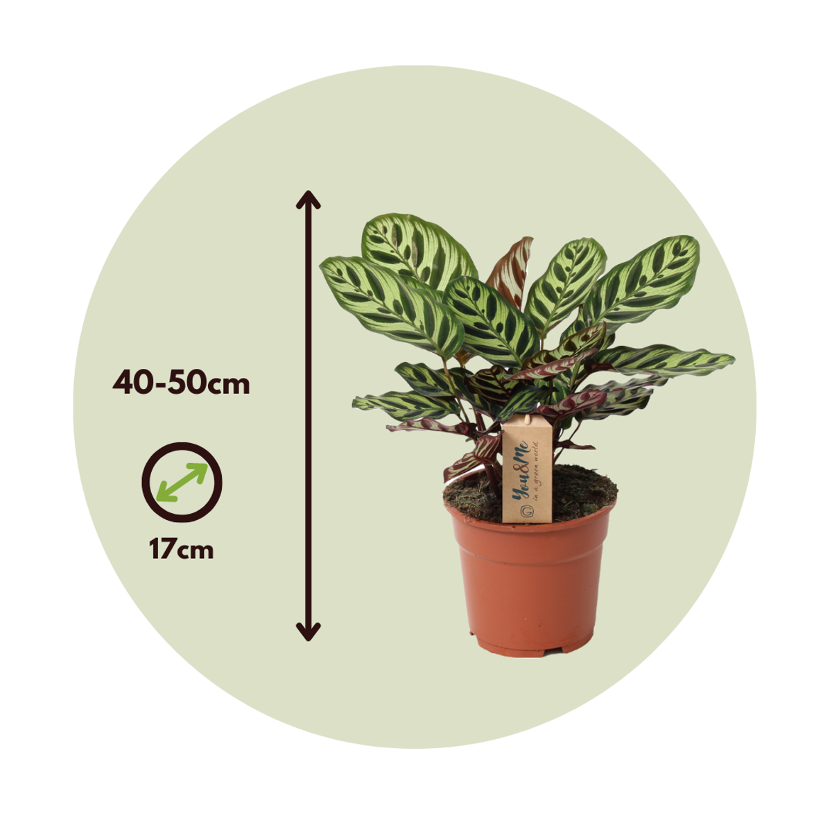 Calathea Påfågelväxt - Kalatea - Calathea 'Makoyana' - Höjd 40-50Cm - ⌀17Cm