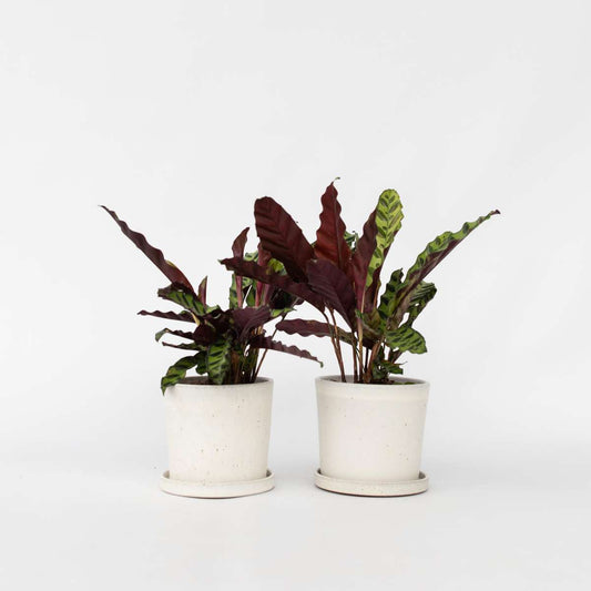 Florastore Påfågelväxt - Kalatea - Set Om 2 - Goeppertia Insignis - Höjd 30-40Cm - ⌀12Cm