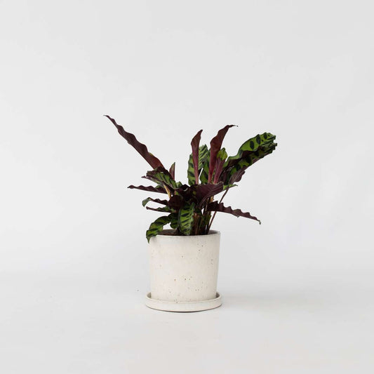Florastore Påfågelväxt - Kalatea - Goeppertia Insignis - Höjd 30-40Cm - ⌀12Cm