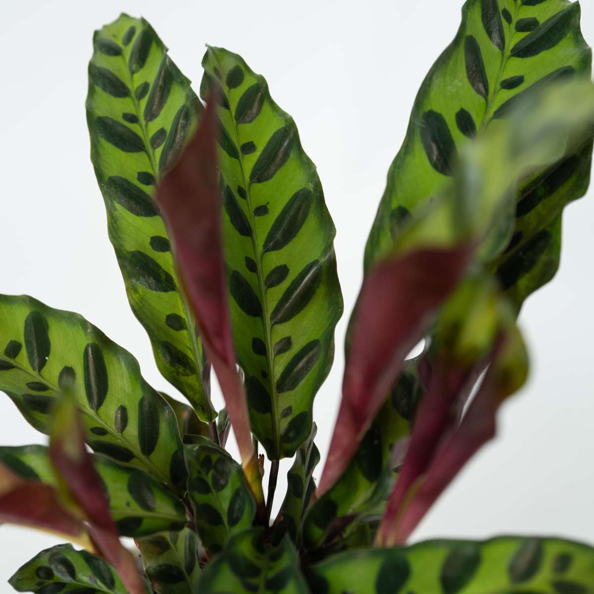 Calathea Påfågelväxt - Kalatea - Goeppertia Insignis - Höjd 30-40Cm - ⌀12Cm