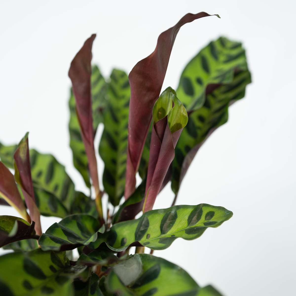 Calathea Påfågelväxt - Kalatea - Goeppertia Insignis - Höjd 30-40Cm - ⌀12Cm