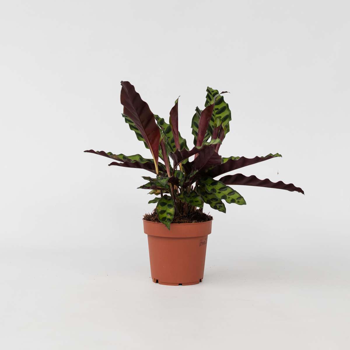 Calathea Påfågelväxt - Kalatea - Goeppertia Insignis - Höjd 30-40Cm - ⌀12Cm