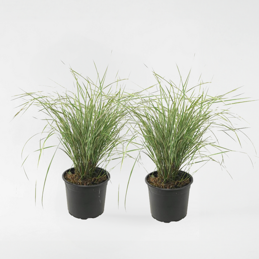 Florastore Rörgräs - Set Om 2 - Calamagrostis Acutiflora X 'Overdam' - Höjd 20-30Cm - ⌀23Cm