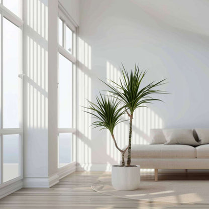 Out Of Category Houseplants Banddracena - Set Om 4 - Dracaena Marginata - Höjd 70-80Cm - ⌀17Cm