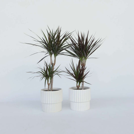 Florastore Banddracena - Set Om 2 - Dracaena Marginata - Höjd 70-80Cm - ⌀17Cm