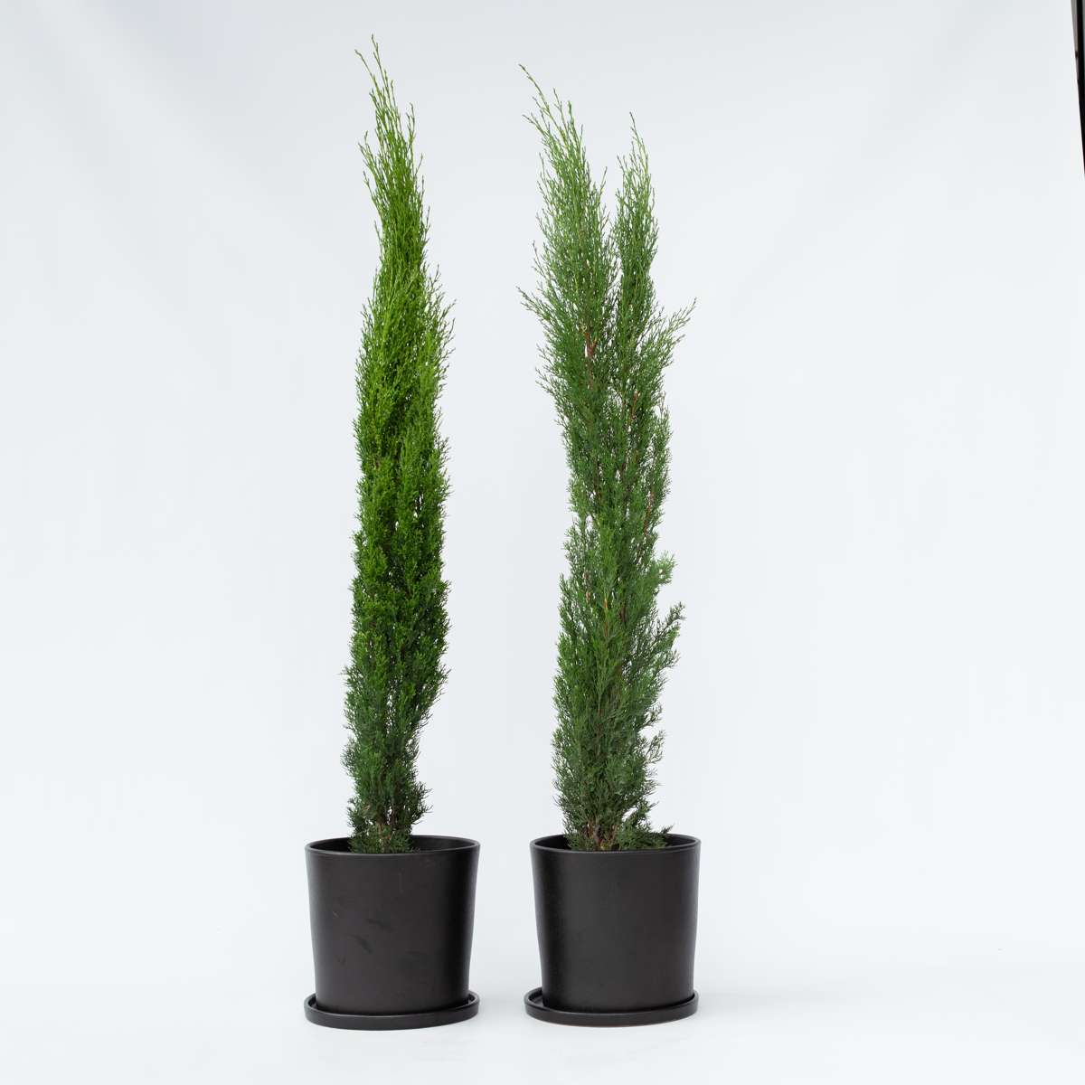 Florastore Italiensk Cypress - Set Om 2 - Cupressus Sempervirens - Höjd 70-80Cm - ⌀19Cm