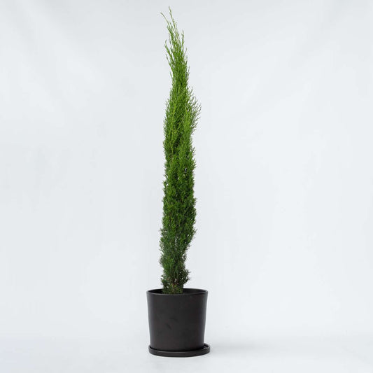 Florastore Italiensk Cypress - Cupressus Sempervirens - Höjd 70-80Cm - ⌀19Cm