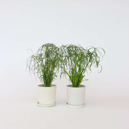 Florastore Parasollsäv - Set Om 4 - Cyperus Alternifolius - Höjd 40-50Cm - ⌀14Cm