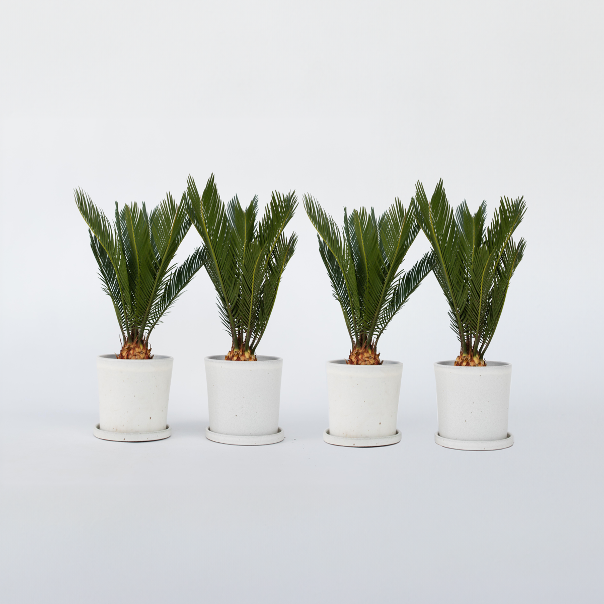 Florastore Sago Palm - Set Om 4 - Cycas Revoluta - Höjd 45-60Cm - ⌀15Cm